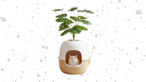 Hidden Cat Litter Box